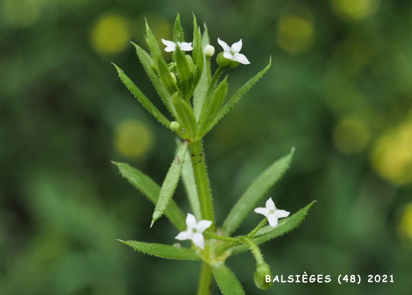 Bedstraw, Corn flower